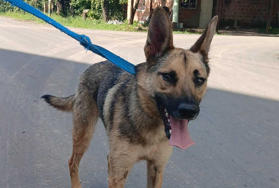Abandonaron a un perro en Funes, quedaron filmados, los vecinos lo rescataron y ahora le buscan un nuevo hogar